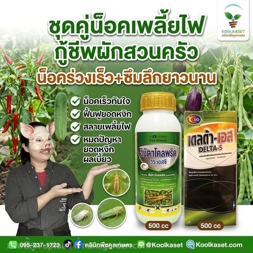 ชุดคู่น็อค เพลี้ยไฟ ชุดประหยัด คูลเกษตร KIC9.3 | คลินิกพืชคูลเกษตร - ชุมตาบง นครสวรรค์