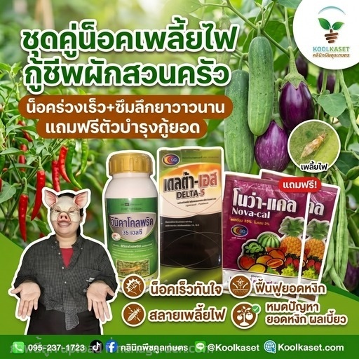 ชุดคู่น็อค เพลี้ยไฟ ทดลอง+บำรุงX2 คูลเกษตร KIC9.4 | คลินิกพืชคูลเกษตร - ชุมตาบง นครสวรรค์