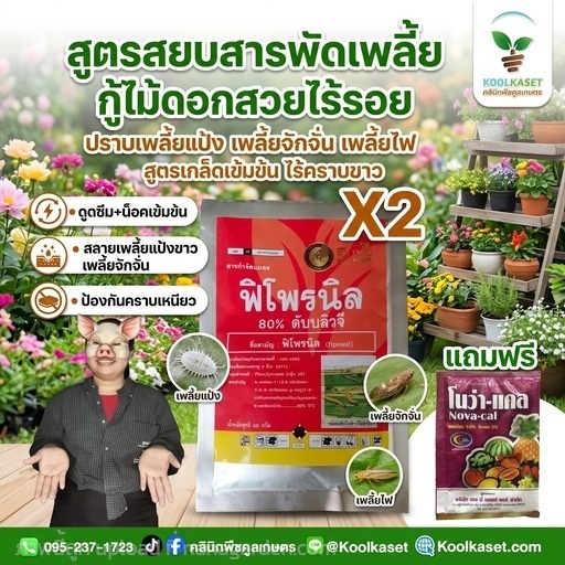 กำจัดเพลี้ย เพลี้ย+บำรุงX1 สูตรน็อค+ดูดซึม KIC11.1 | คลินิกพืชคูลเกษตร - ชุมตาบง นครสวรรค์