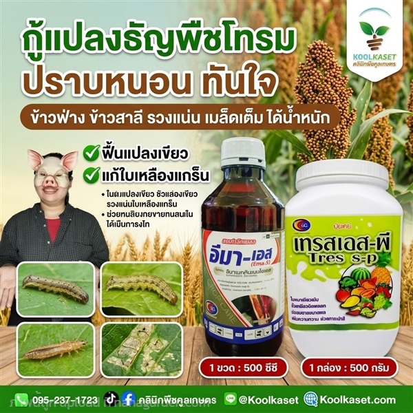 ชุดกำจัด ประหยัด ฟื้นต้นโทรม คูลเกษตร KIC35.1 | คลินิกพืชคูลเกษตร - ชุมตาบง นครสวรรค์