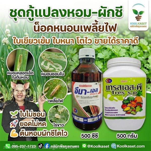 ชุดกำจัด ประหยัด ฟื้นต้นหอม ผักชี คูลเกษตร KIC36.1 | คลินิกพืชคูลเกษตร - ชุมตาบง นครสวรรค์