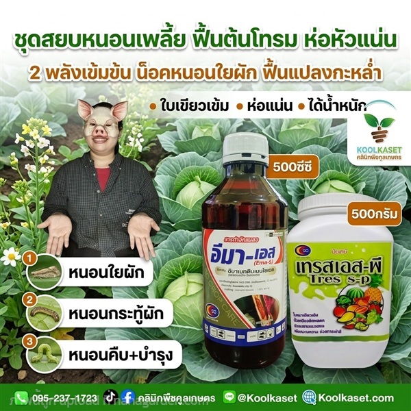 ชุดกำจัด ประหยัด เร่งห่อหัว ตระกูลกะหล่ำ KIC38.1 | คลินิกพืชคูลเกษตร - ชุมตาบง นครสวรรค์