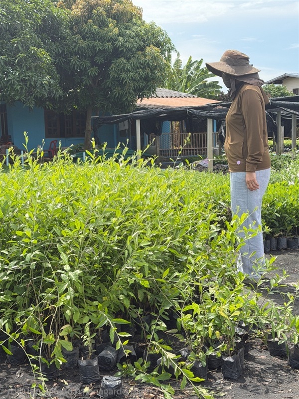 ต้นลีกวนยู | สวนไอลดา - เมืองปราจีนบุรี ปราจีนบุรี
