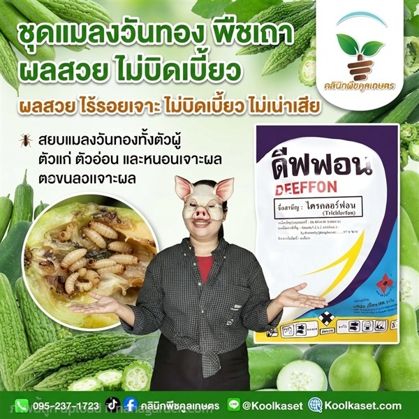 กำจัด แมลงวันทอง ฉีดพ่น ครึ่งกิโล คูลเกษตร KIC43.1 | คลินิกพืชคูลเกษตร - ชุมตาบง นครสวรรค์