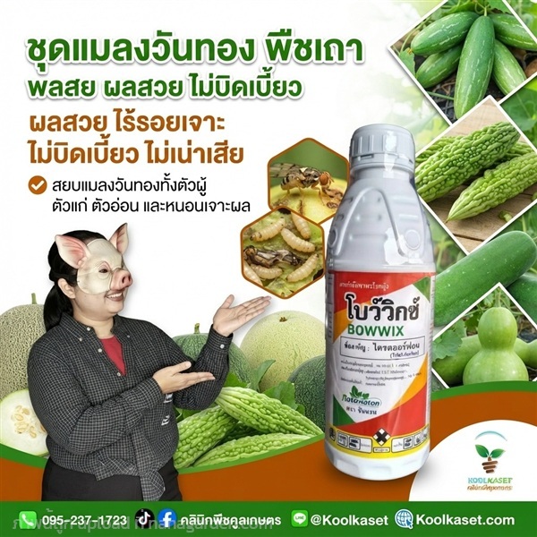 กำจัด แมลงวันทอง ฉีดพ่น ชนิดน้ำ คูลเกษตร KIC43.3 | คลินิกพืชคูลเกษตร - ชุมตาบง นครสวรรค์