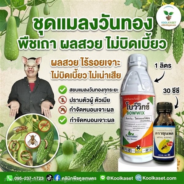 กำจัด แมลงวันทอง ดูดซึม+สารล่อ คูลเกษตร KIC43.4 | คลินิกพืชคูลเกษตร - ชุมตาบง นครสวรรค์