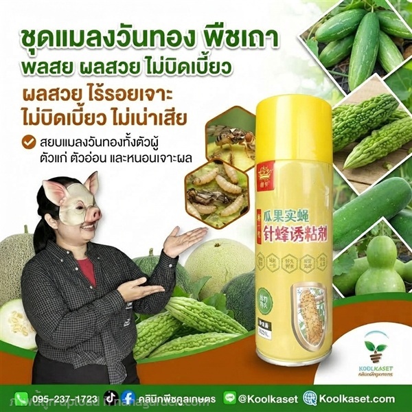 สเปรย์กาว ดักจับแมลงวัน คูลเกษตร KIC43.5 | คลินิกพืชคูลเกษตร - ชุมตาบง นครสวรรค์