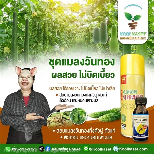 กำจัด แมลงวันทอง สเปรย์+สารล่อ คูลเกษตร KIC43.6 | คลินิกพืชคูลเกษตร - ชุมตาบง นครสวรรค์