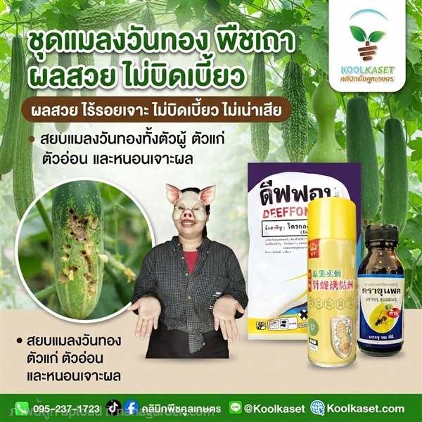 กำจัด แมลงวันทอง ดูดซึม+สเปรย์กาว+สารล่อ KIC43.7 | คลินิกพืชคูลเกษตร - ชุมตาบง นครสวรรค์