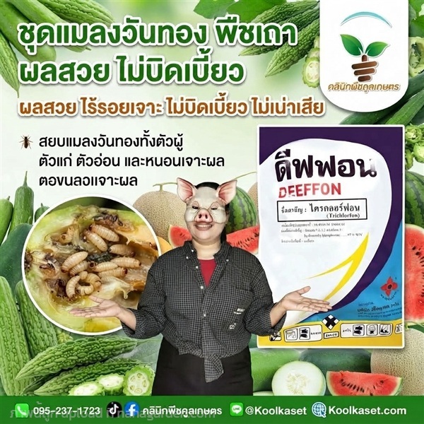 สยบแมลงวันทอง ฉีดพ่น ชนิดผง คูลเกษตร KIC43.9 | คลินิกพืชคูลเกษตร - ชุมตาบง นครสวรรค์