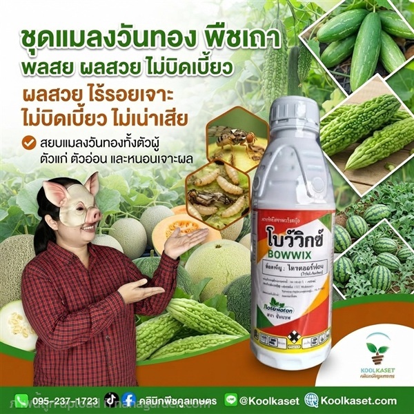 สยบแมลงวันทอง ฉีดพ่น ชนิดน้ำ คูลเกษตร KIC43.10 | คลินิกพืชคูลเกษตร - ชุมตาบง นครสวรรค์