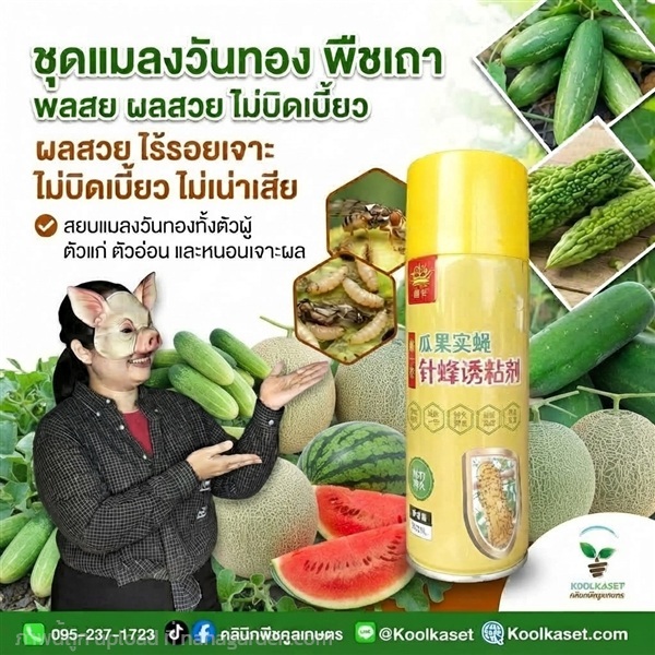 สเปรย์กาว ดักแมลงวันทอง คูลเกษตร KIC43.12 | คลินิกพืชคูลเกษตร - ชุมตาบง นครสวรรค์