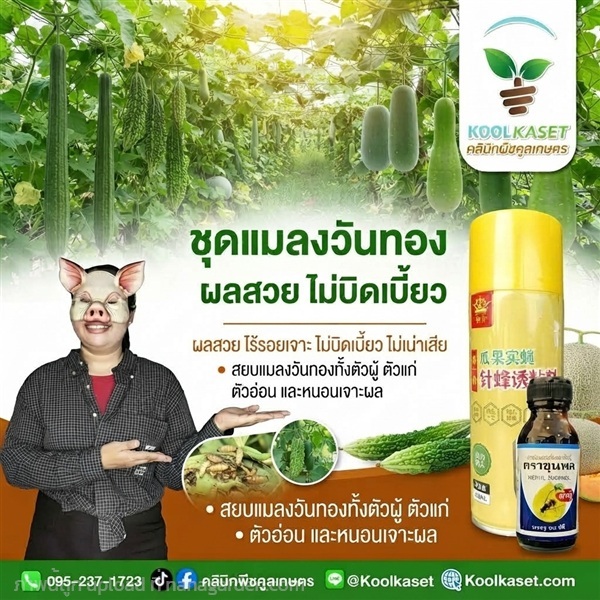 สยบแมลงวันทอง สเปรย์กาว+สารล่อ คูลเกษตร KIC43.13 | คลินิกพืชคูลเกษตร - ชุมตาบง นครสวรรค์