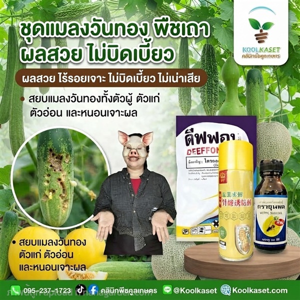 สยบแมลงวันทอง ฉีดพ่น+สเปรย์กาว+สารล่อ KIC43.14 | คลินิกพืชคูลเกษตร - ชุมตาบง นครสวรรค์