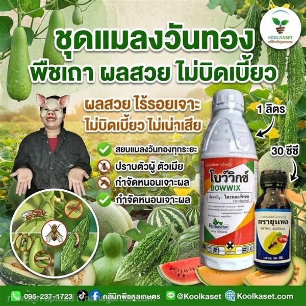 สยบแมลงวันทอง ฉีดพ่น+สารล่อ คูลเกษตร KIC43.11 | คลินิกพืชคูลเกษตร - ชุมตาบง นครสวรรค์