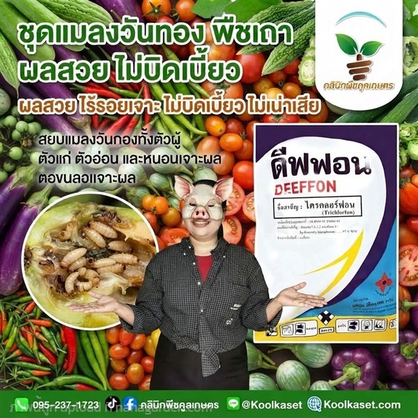  ชุดปราบแมลงวันทอง ฉีดพ่น ชนิดผง KIC43.16 | คลินิกพืชคูลเกษตร - ชุมตาบง นครสวรรค์