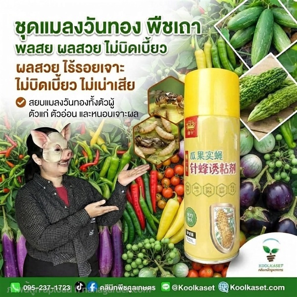 สเปรย์กาว ดักจับแมลงวันทอง KIC43.19 | คลินิกพืชคูลเกษตร - ชุมตาบง นครสวรรค์