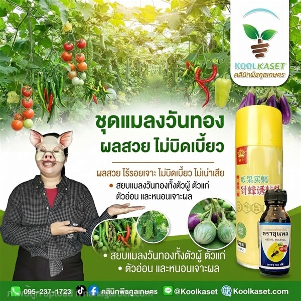 ชุดปราบแมลงวันทอง สเปรย์+สารล่อ KIC43.20 | คลินิกพืชคูลเกษตร - ชุมตาบง นครสวรรค์
