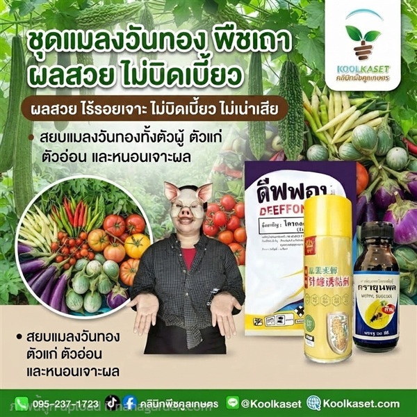 ชุดปราบแมลงวันทอง ฉีดพ่น+สเปรย์+สารล่อ KIC43.21 | คลินิกพืชคูลเกษตร - ชุมตาบง นครสวรรค์