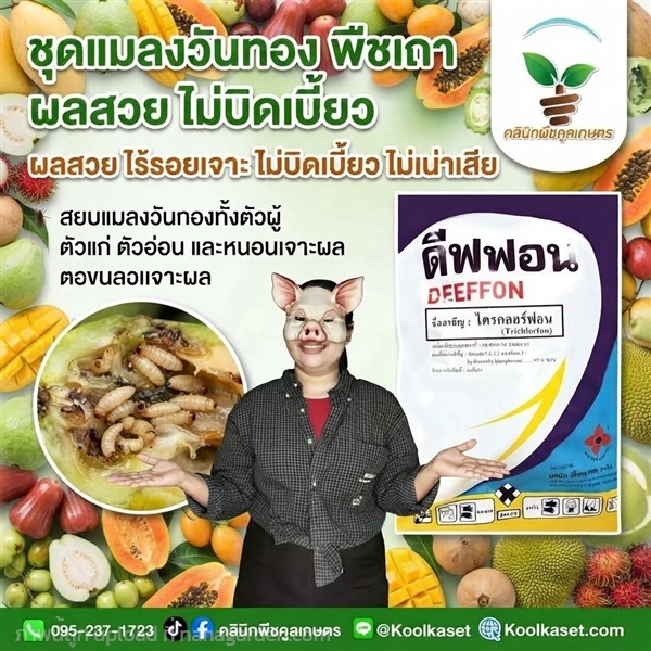 ชุดสยบ แมลงวันทอง ฉีดพ่น ชนิดผง KIC43.23 | คลินิกพืชคูลเกษตร - ชุมตาบง นครสวรรค์