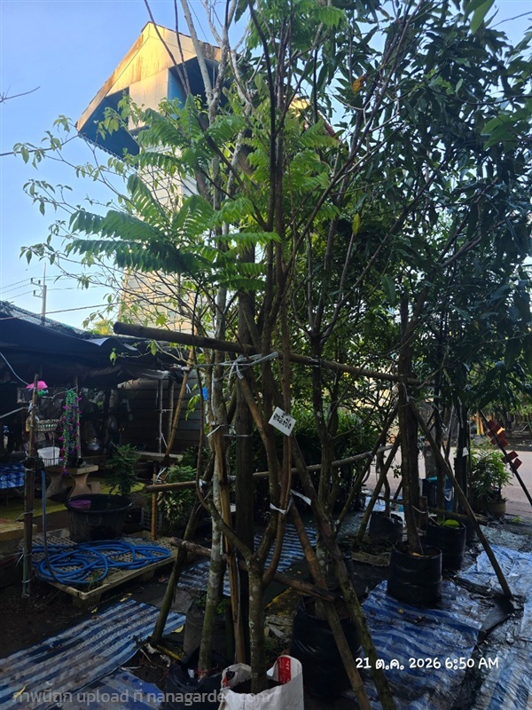ตะลิงปิง | สวนป้านิตย์ ปราจีนบุรี - เมืองปราจีนบุรี ปราจีนบุรี