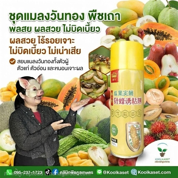 สเปรย์กาว ดักแมลงวันทอง คูลเกษตร KIC43.26 | คลินิกพืชคูลเกษตร - ชุมตาบง นครสวรรค์