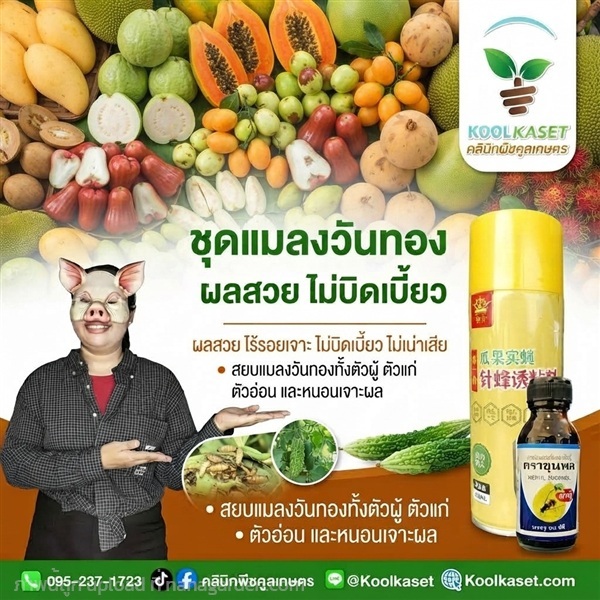  ชุดสยบ แมลงวันทอง สเปรย์+สารล่อ KIC43.27 | คลินิกพืชคูลเกษตร - ชุมตาบง นครสวรรค์