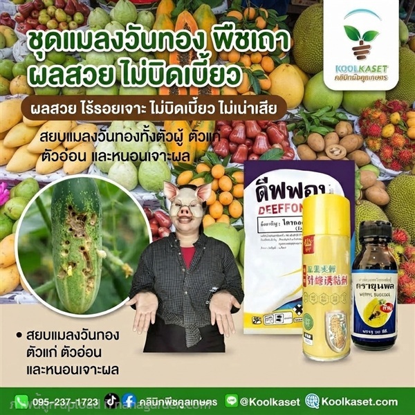 ชุดสยบ แมลงวันทอง ฉีดพ่น+สเปรย์+สารล่อ KIC43.28 | คลินิกพืชคูลเกษตร - ชุมตาบง นครสวรรค์