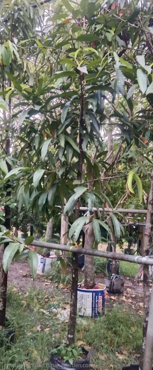 ต้นชะมวง | Burapa Garden  - เมืองปราจีนบุรี ปราจีนบุรี