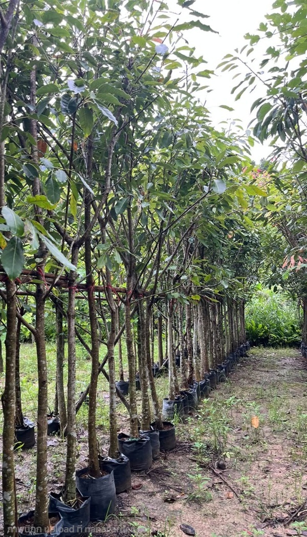 ต้นกร่าง | Burapa Garden  - เมืองปราจีนบุรี ปราจีนบุรี