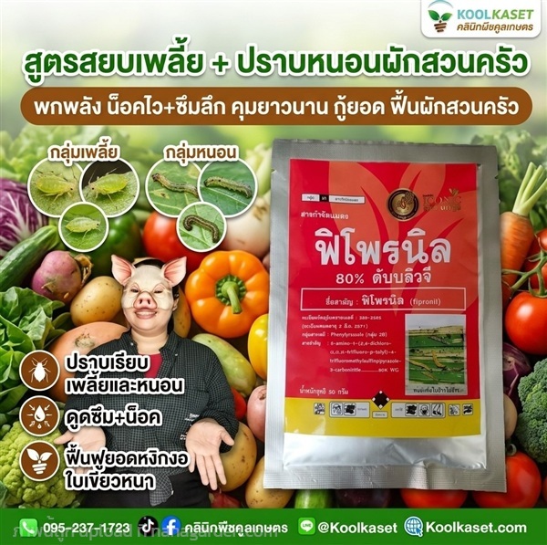 กำจัดเพลี้ย ทดลองใช้ คูลเกษตร KIC12 | คลินิกพืชคูลเกษตร - ชุมตาบง นครสวรรค์