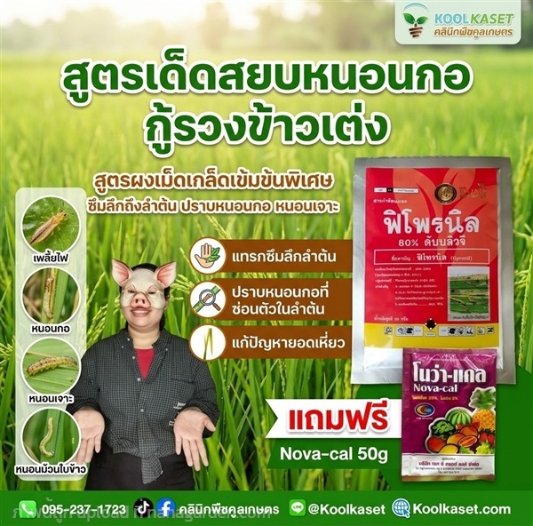 ชุดกำจัดหนอน X1 ในนาข้าว คูลเกษตร KIC13.1 | คลินิกพืชคูลเกษตร - ชุมตาบง นครสวรรค์