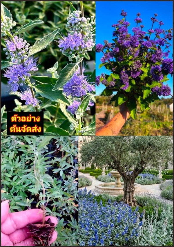 ต้นแครีออปเทอริส หรือ บลูเบียร์ด Caryopteris / Blu | Shopping by lewat - เมืองมหาสารคาม มหาสารคาม