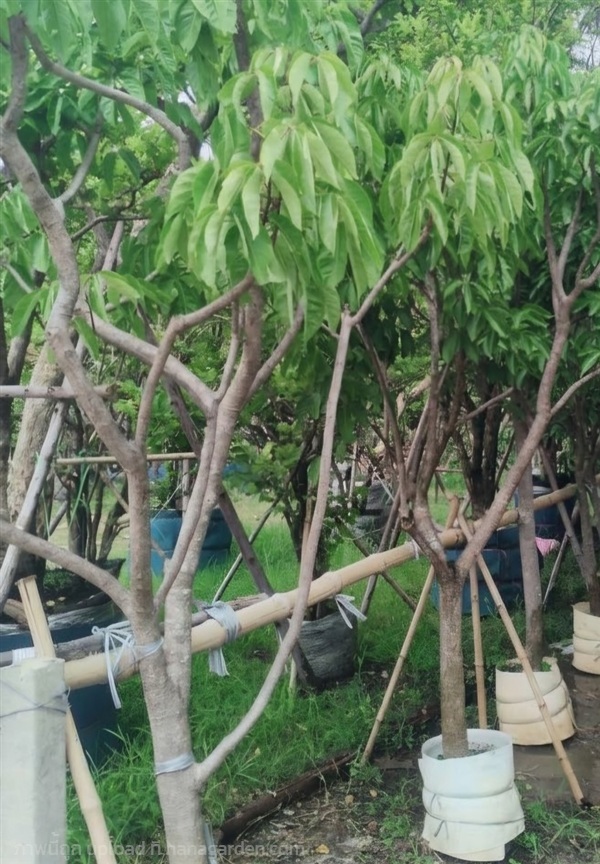 ต้นกุ่ม | Burapa Garden  - เมืองปราจีนบุรี ปราจีนบุรี
