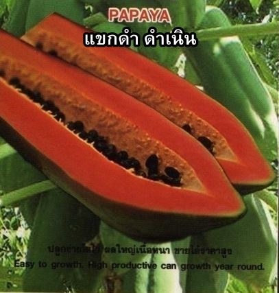 มะละกอแขกดำดำเนิน | วีณาเกษตรไทย - ธัญบุรี ปทุมธานี