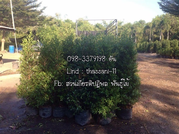 จัดส่ง ไทรเกาหลี | เกียรติปฏิพล พันธ์ไม้ - เมืองนครนายก นครนายก