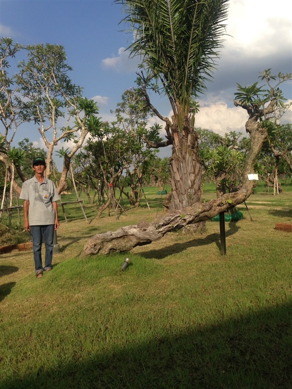 ต้นลีลาวดีขาวโบราณ | แสงเจริญ ลีลาวดี - เมืองอุบลราชธานี อุบลราชธานี