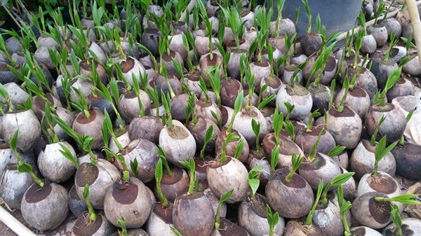 มะพร้าวน้ำหอม | สวนเทวัญพันธุ์ไม้ ปราจีนบุรี - เมืองปราจีนบุรี ปราจีนบุรี