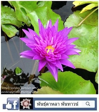 ฉลองขวัญ | พันธุ์ดาหลา - เมืองเชียงใหม่ เชียงใหม่