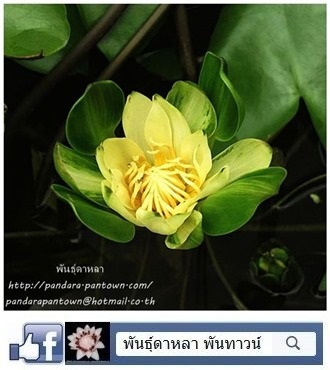 นางกวักเหลือง