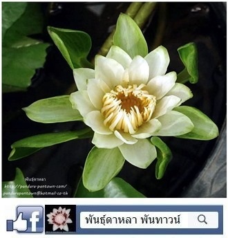 นางกวักขาว | พันธุ์ดาหลา - เมืองเชียงใหม่ เชียงใหม่