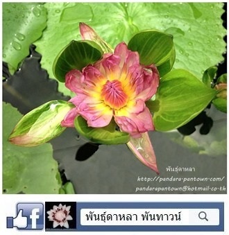 นางกวักชมพู | พันธุ์ดาหลา - เมืองเชียงใหม่ เชียงใหม่