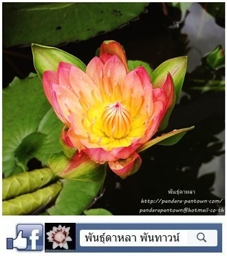 บัวนางกวักสีส้ม | พันธุ์ดาหลา - เมืองเชียงใหม่ เชียงใหม่