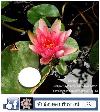 บัวแคระ ออโรร่า | พันธุ์ดาหลา - เมืองเชียงใหม่ เชียงใหม่