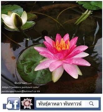 บัวมินิ ยิปซี Nymphaea 'Gypsy'