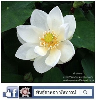 บัวไต้หวันสีขาว