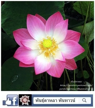 บัวไต้หวันสีชมพู | พันธุ์ดาหลา - เมืองเชียงใหม่ เชียงใหม่