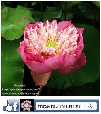 สัตตบงกช | พันธุ์ดาหลา - เมืองเชียงใหม่ เชียงใหม่