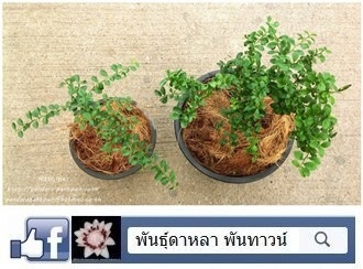 มะนาวคาเวียร์ Finger lime | พันธุ์ดาหลา - เมืองเชียงใหม่ เชียงใหม่