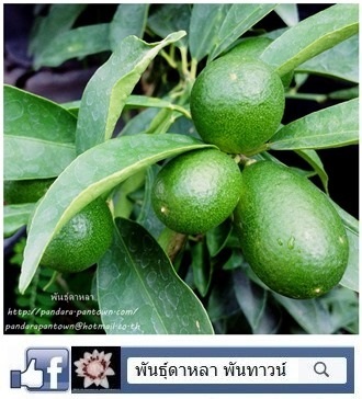 ส้มกิมจ้อ | พันธุ์ดาหลา - เมืองเชียงใหม่ เชียงใหม่